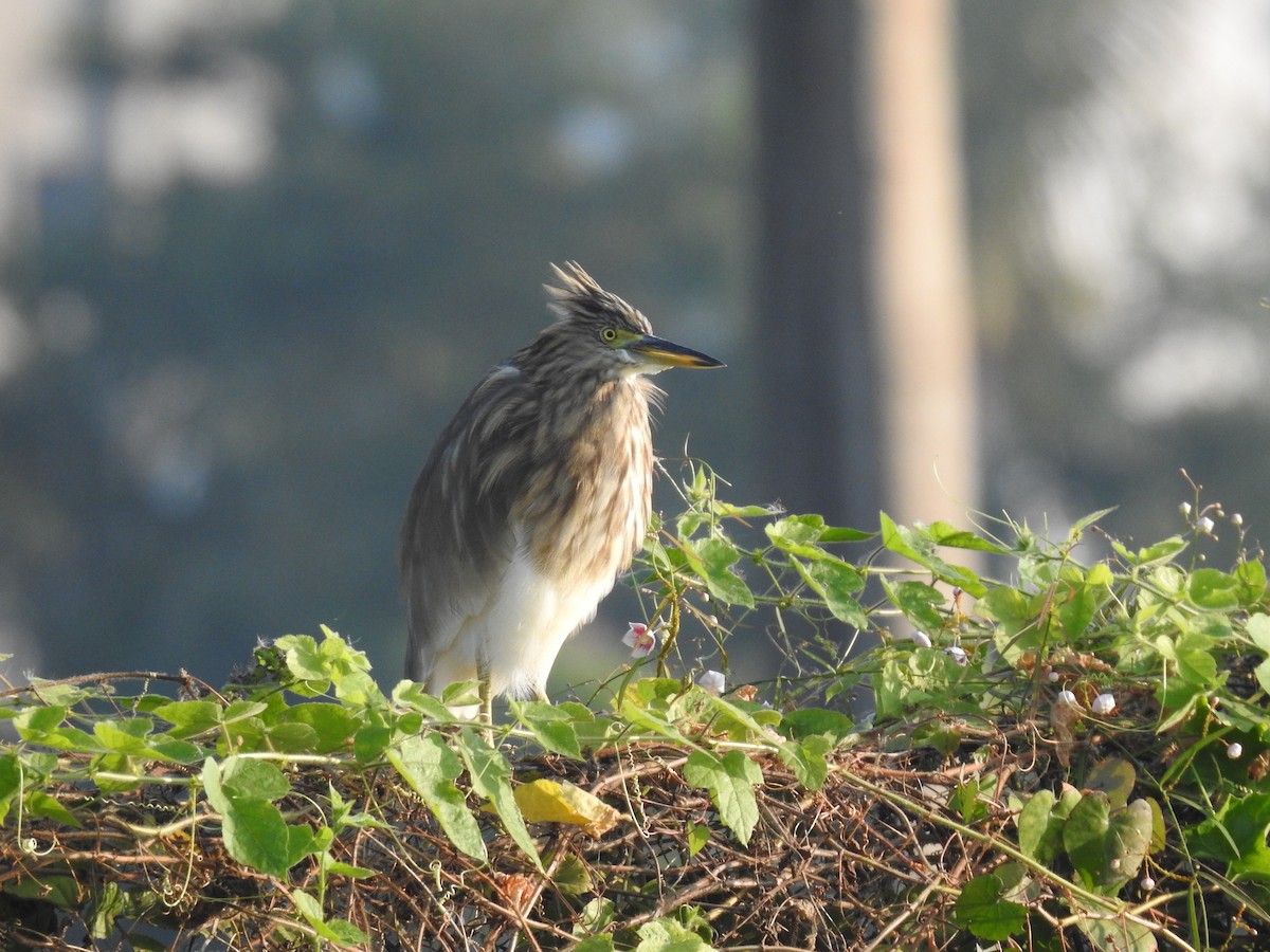 Indian Pond-Heron - ML645590187
