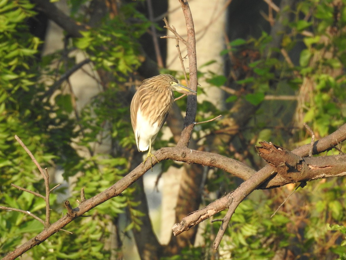Indian Pond-Heron - ML645590188