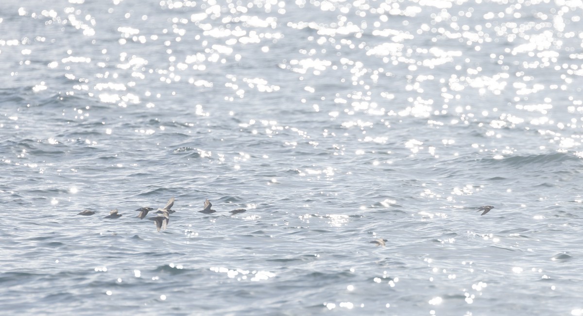 Red-necked Phalarope - ML645590191