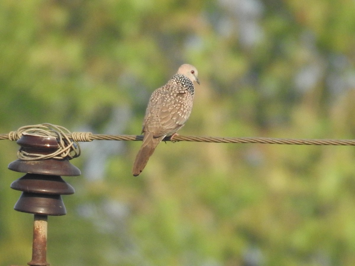 Spotted Dove - ML645590194