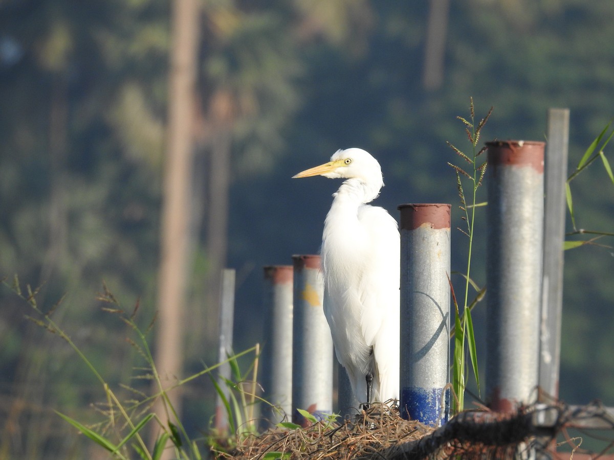 Eastern Cattle-Egret - ML645590211