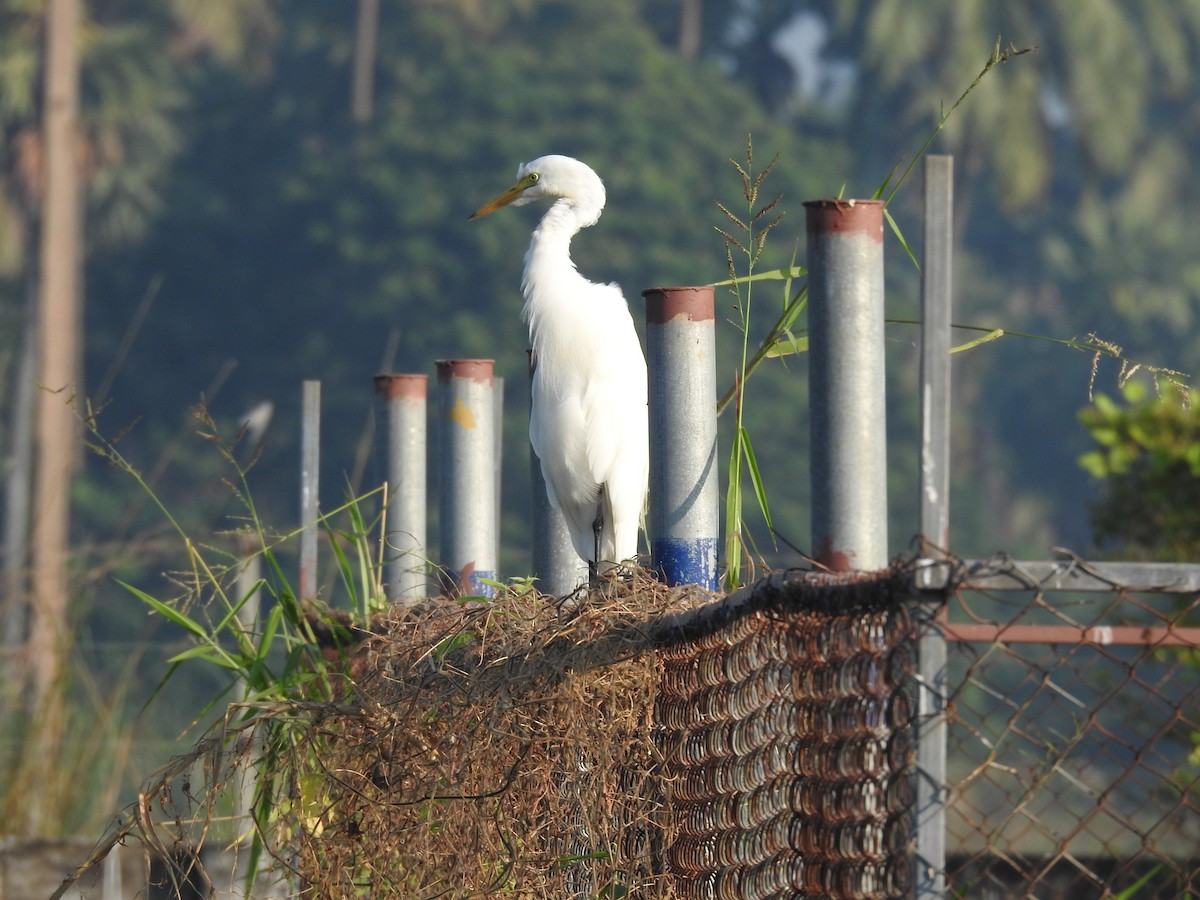 Eastern Cattle-Egret - ML645590213