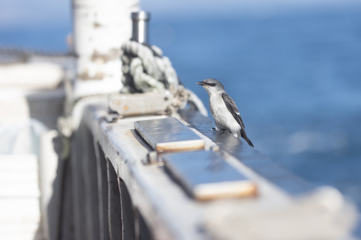 Ashy Minivet - ML645590216