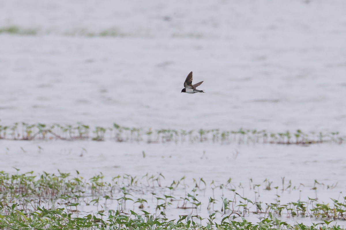 rorýs domácí - ML645590220