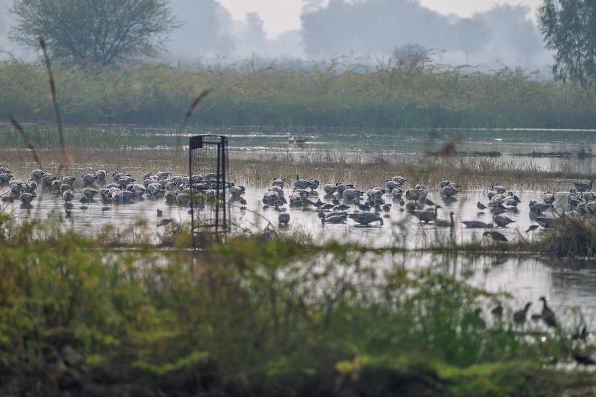 インドガン - ML645590223