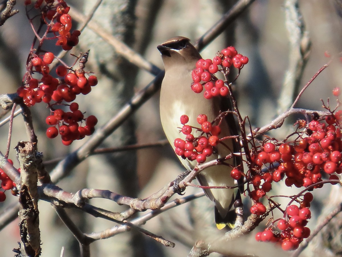 Cedar Waxwing - ML645590224