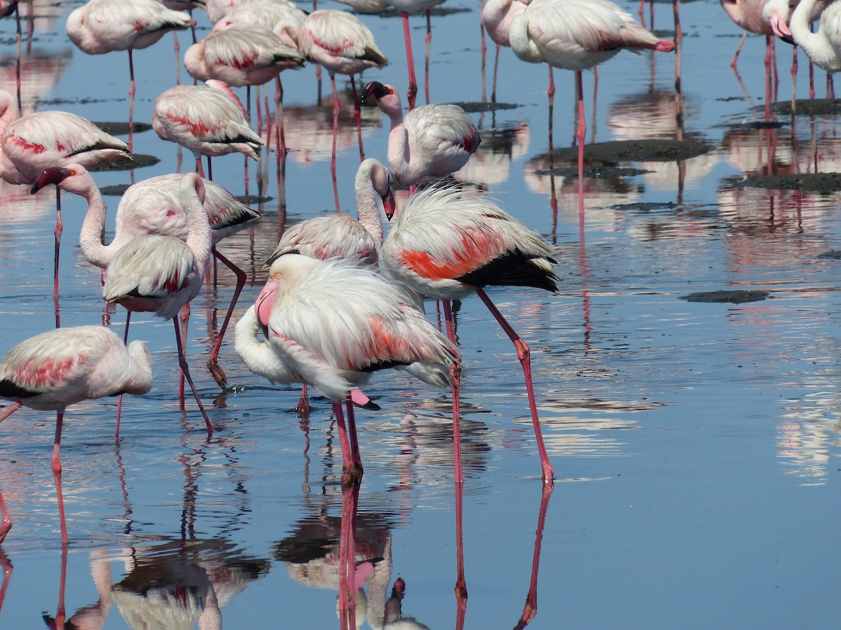 Flamenko handia - ML645590225