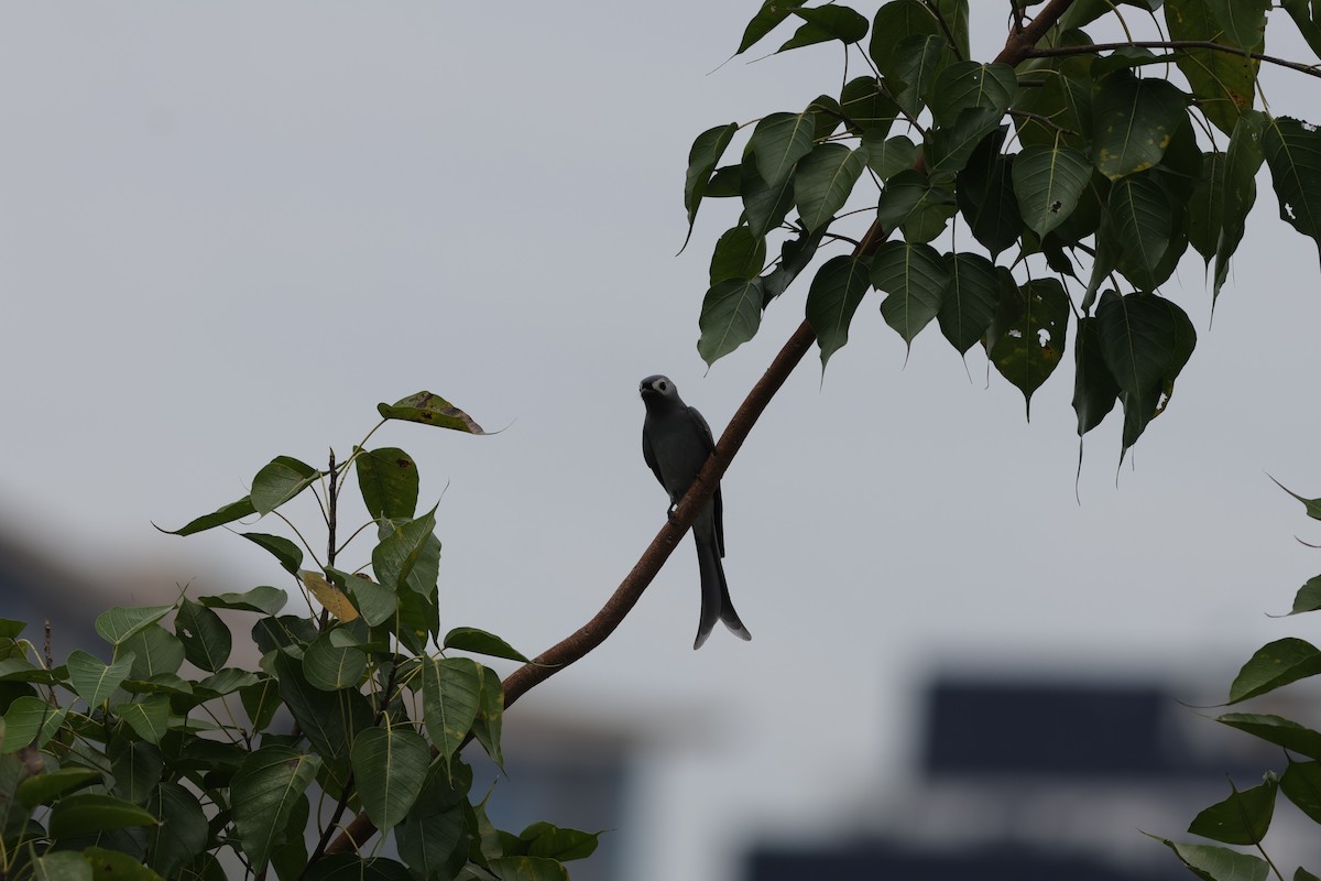 Ashy Drongo - ML645590226