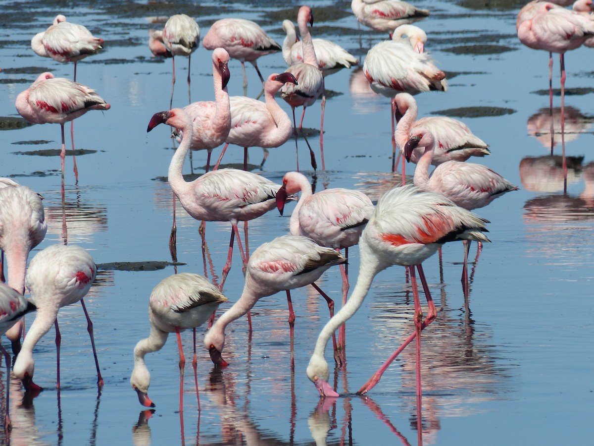 Flamenko handia - ML645590227