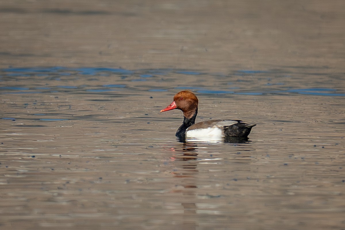 Ahate gorrizta - ML645590229