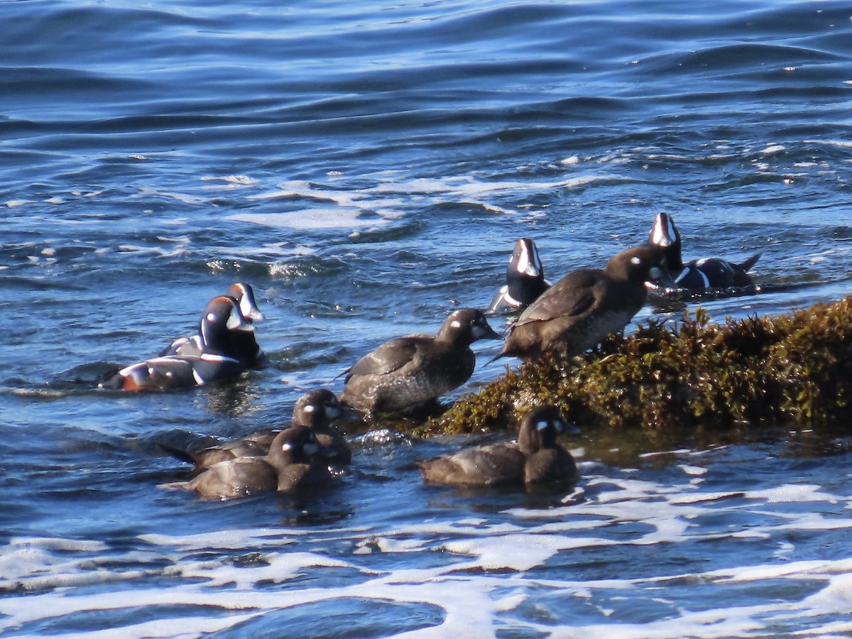 Ahate arlekina - ML645590230