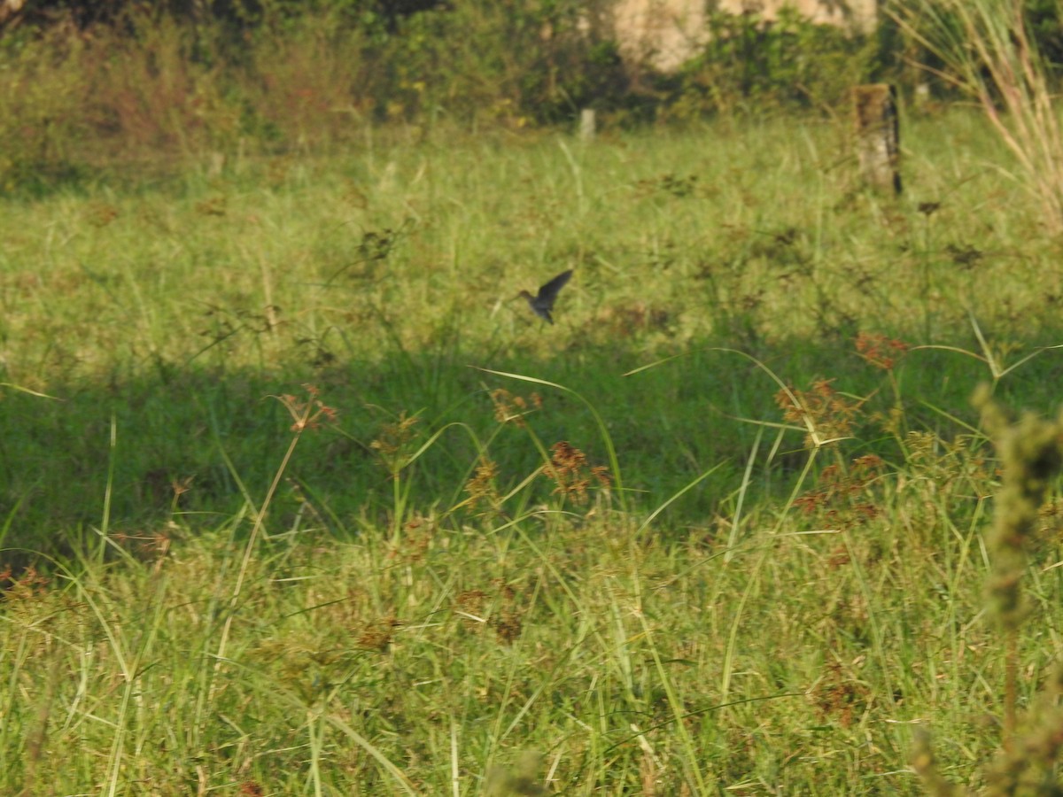 Istingor orratz-buztana - ML645590231