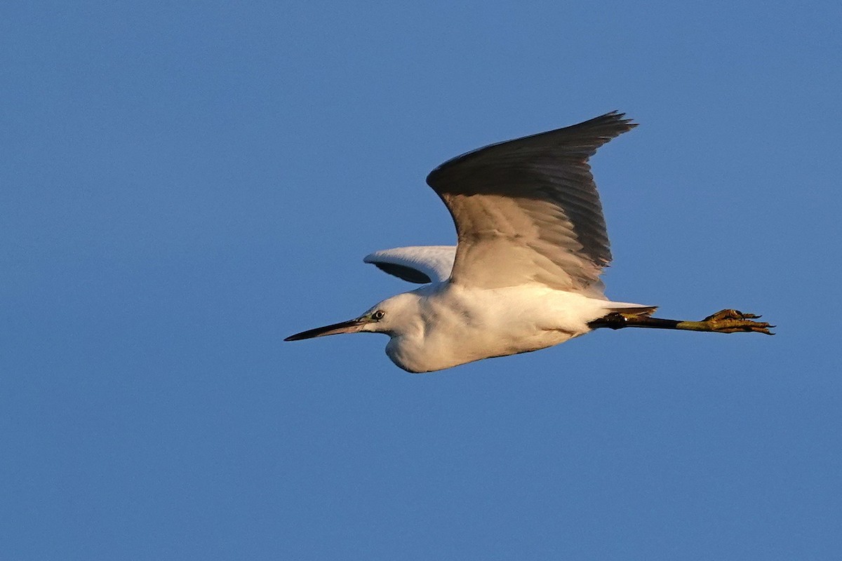 Koartzatxo txikia - ML645590232