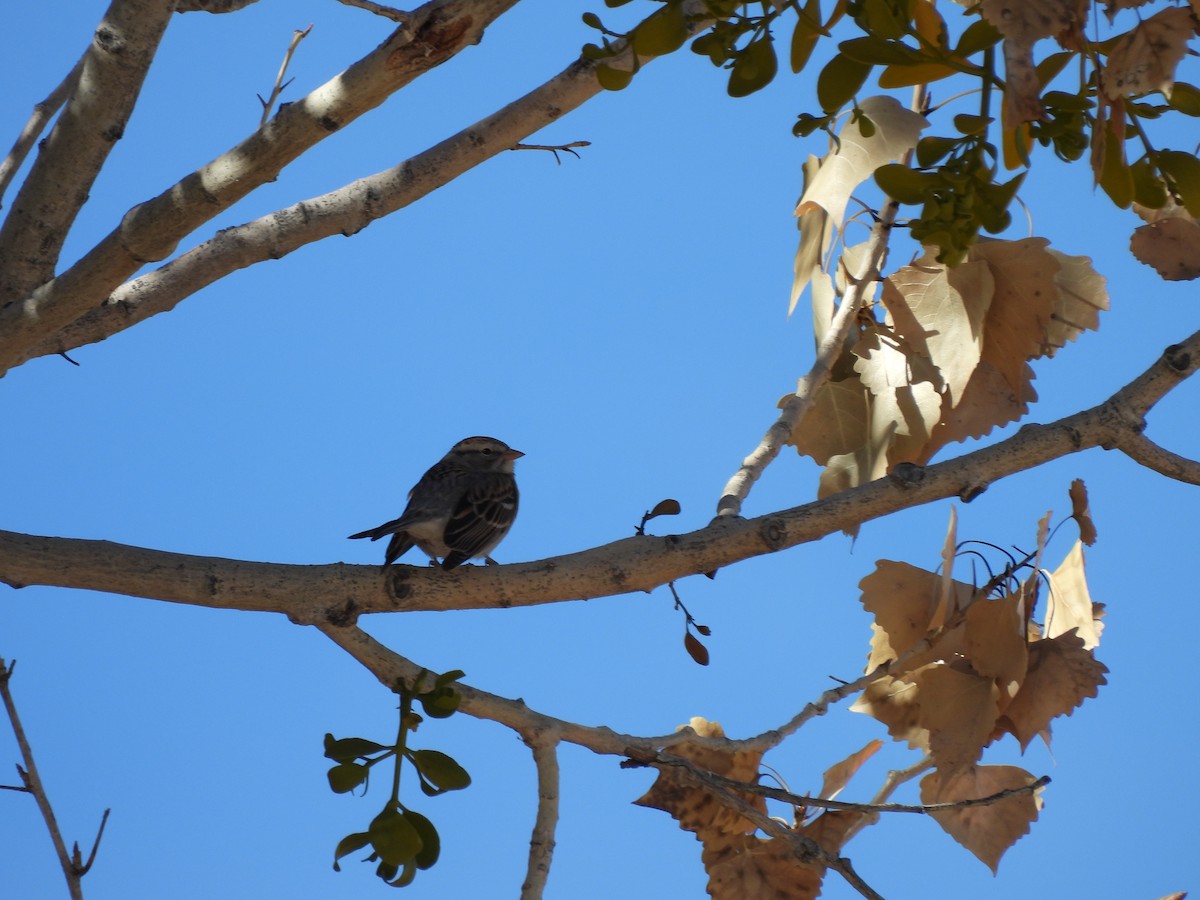 Chipping Sparrow - ML645590233
