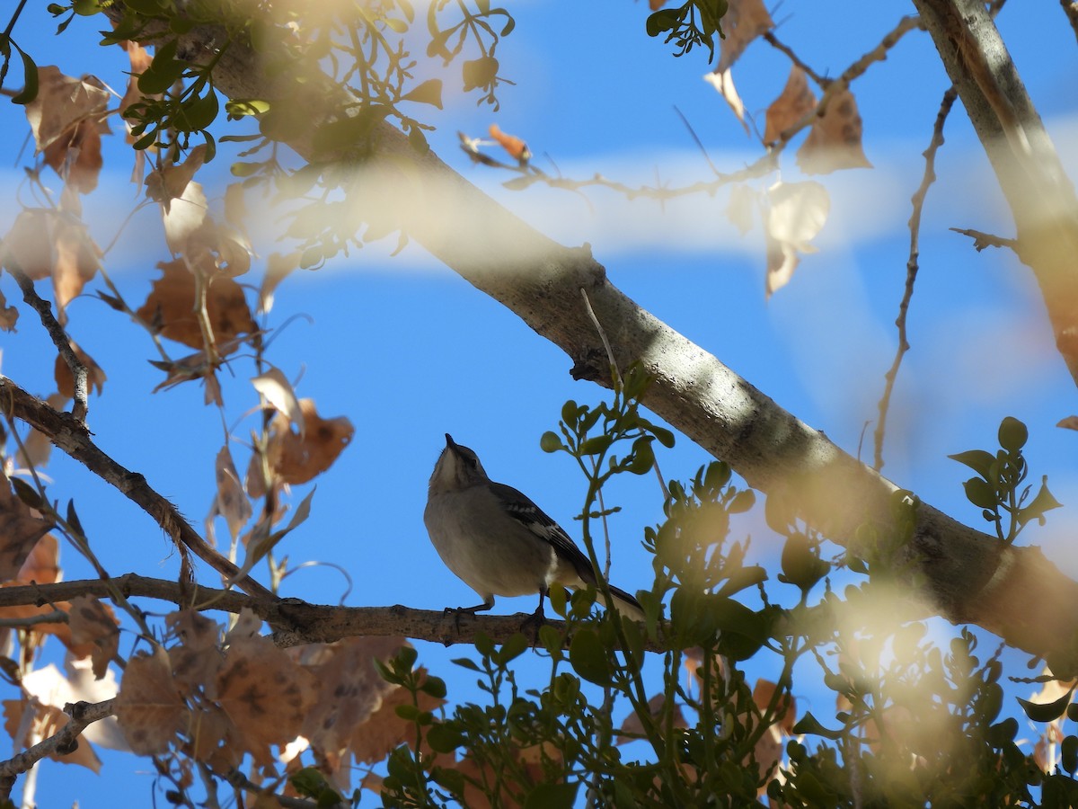 Northern Mockingbird - ML645590235