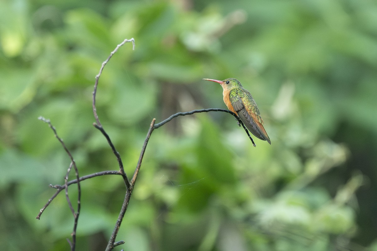 Cinnamon Hummingbird - ML645590236