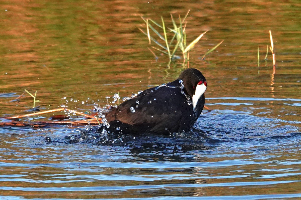 Kopetazuri gandorduna - ML645590237