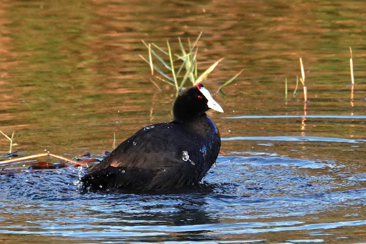 Kopetazuri gandorduna - ML645590238