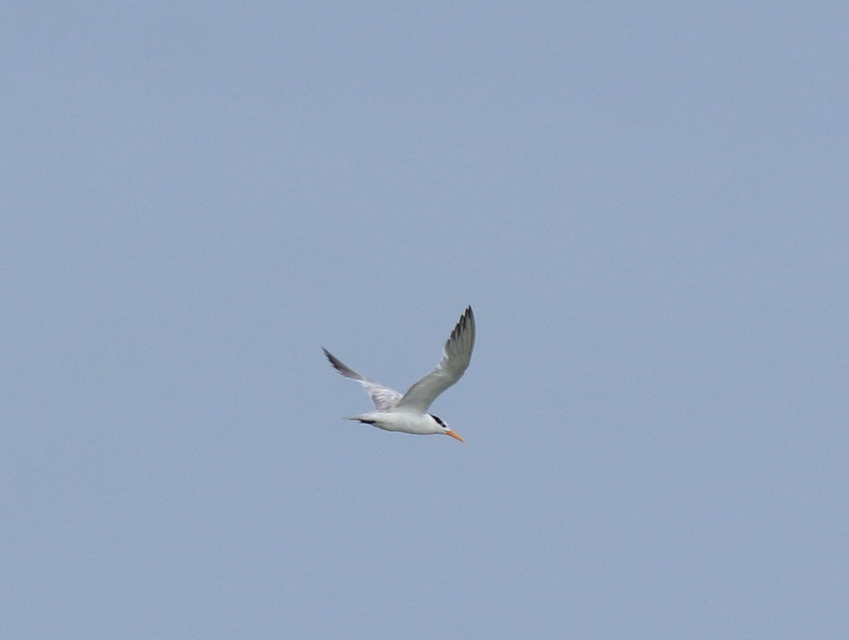 Bengalako txenada - ML645590241