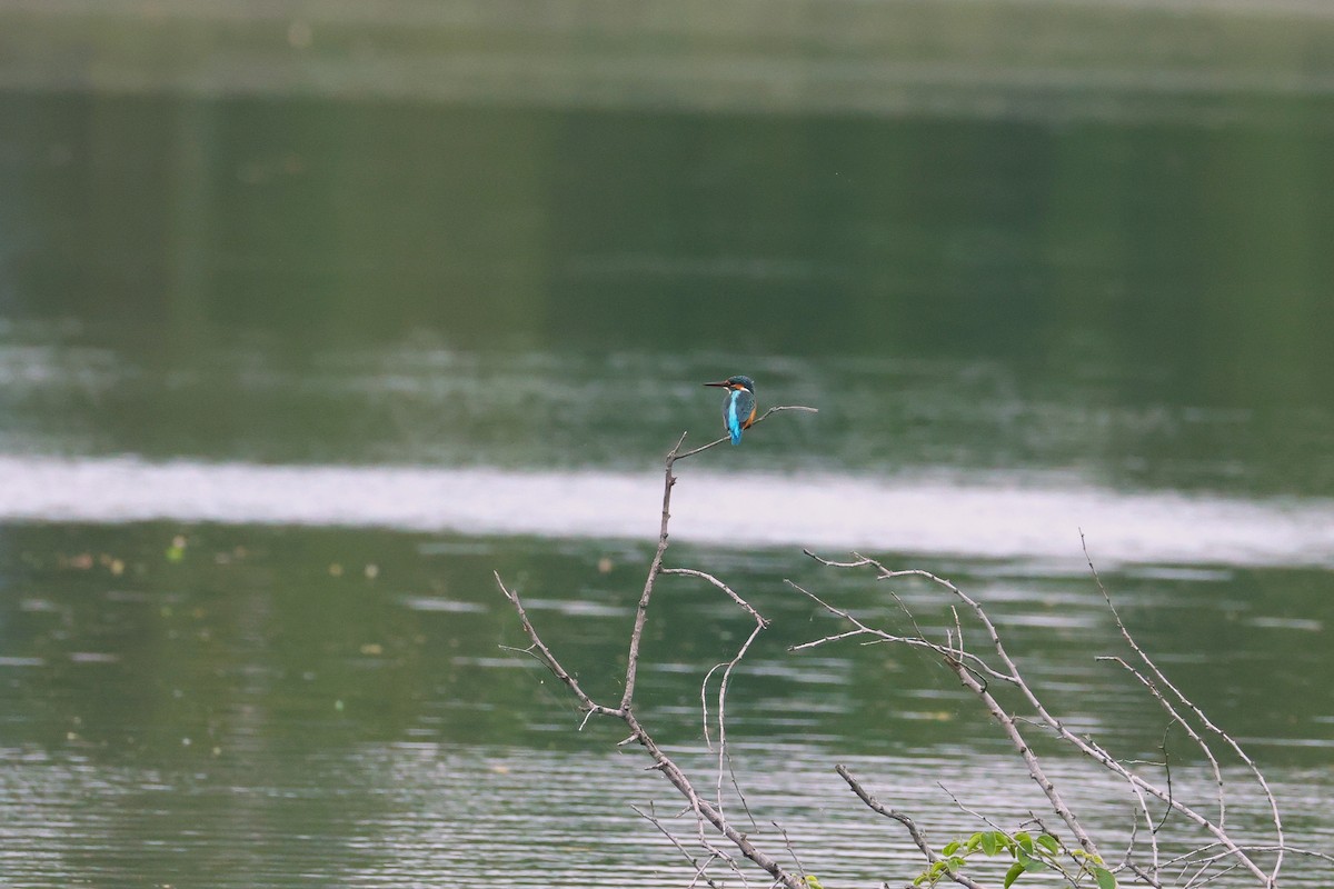 Martin arrantzalea - ML645590242