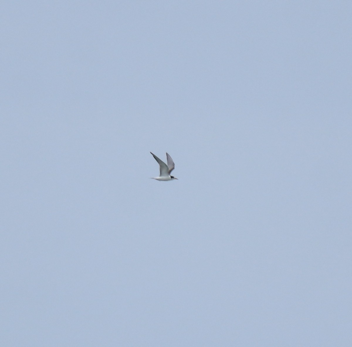 Txenada arrunta - ML645590243