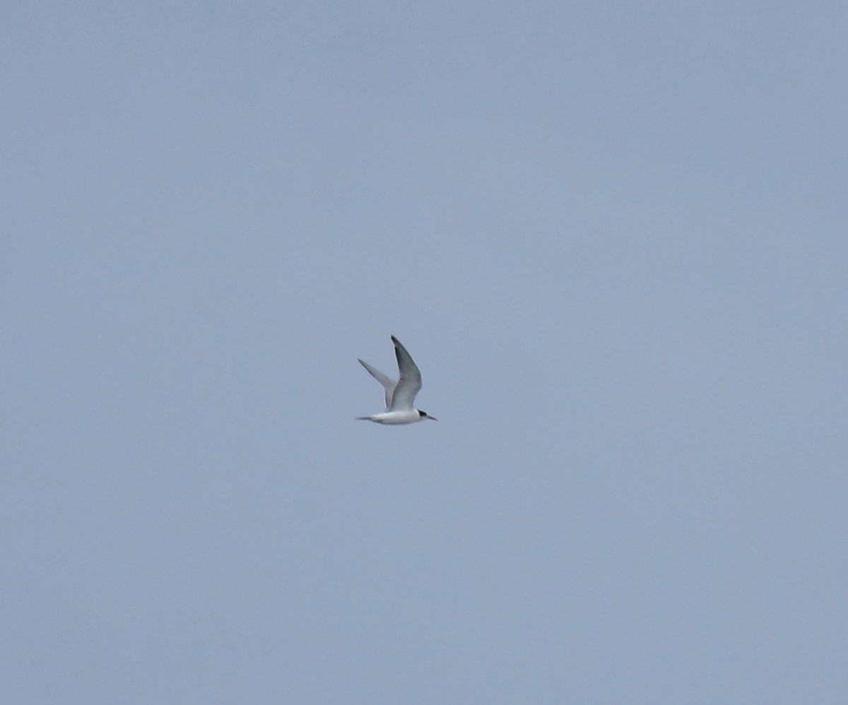 Txenada arrunta - ML645590244