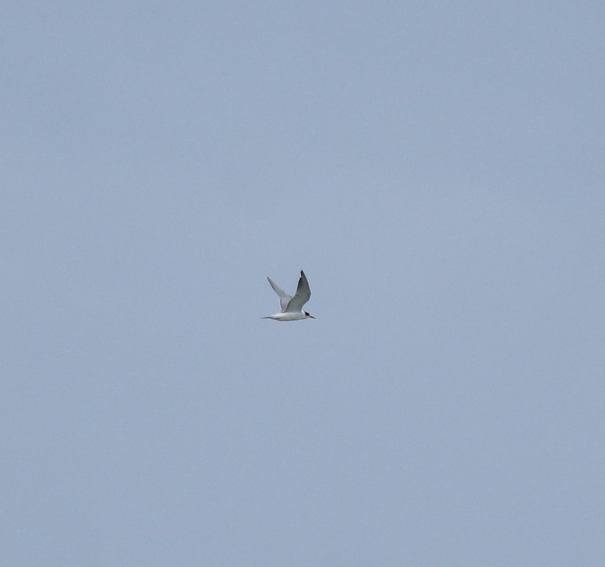 Txenada arrunta - ML645590245