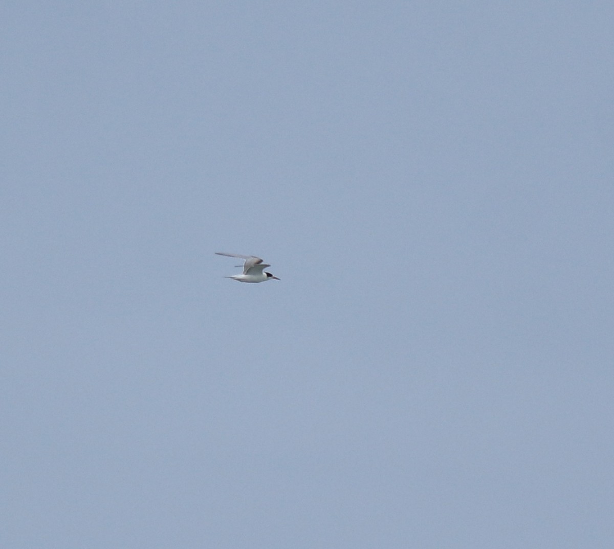 Txenada arrunta - ML645590246