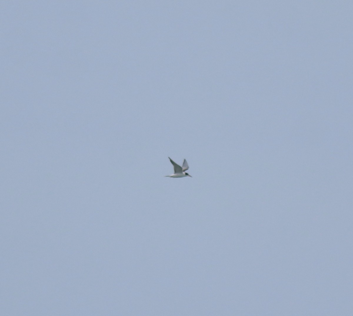 Txenada arrunta - ML645590247