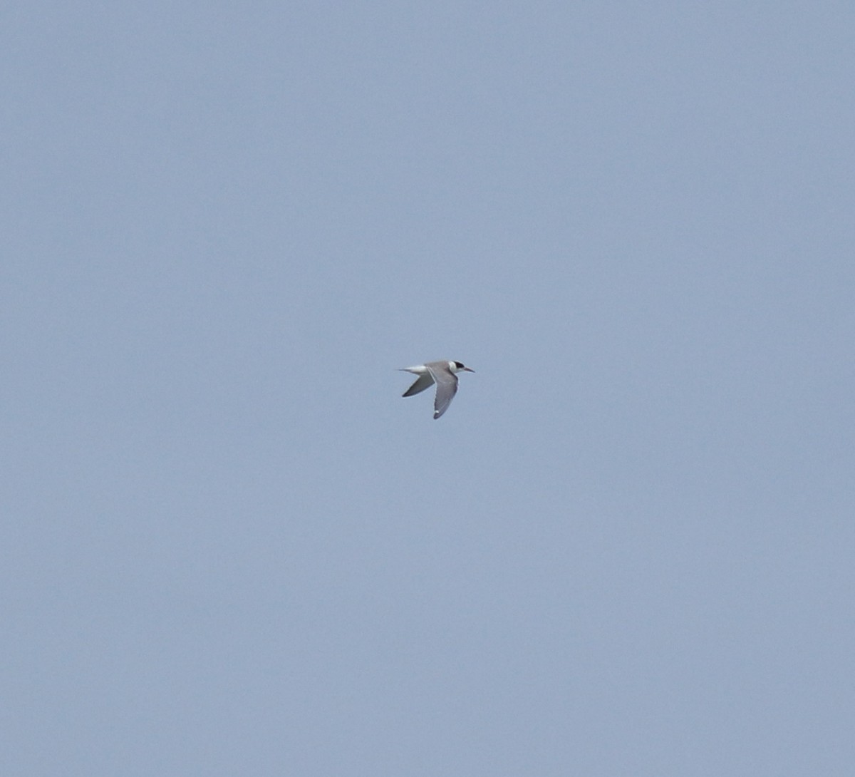 Txenada arrunta - ML645590248