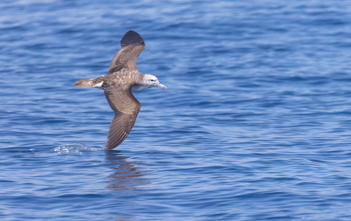 Gabai arre asiarra - ML645590252