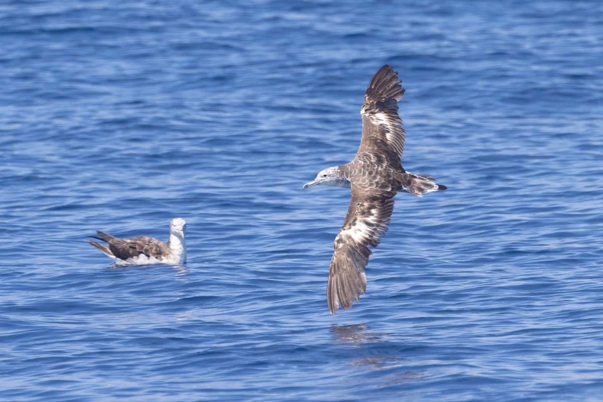 Gabai arre asiarra - ML645590253