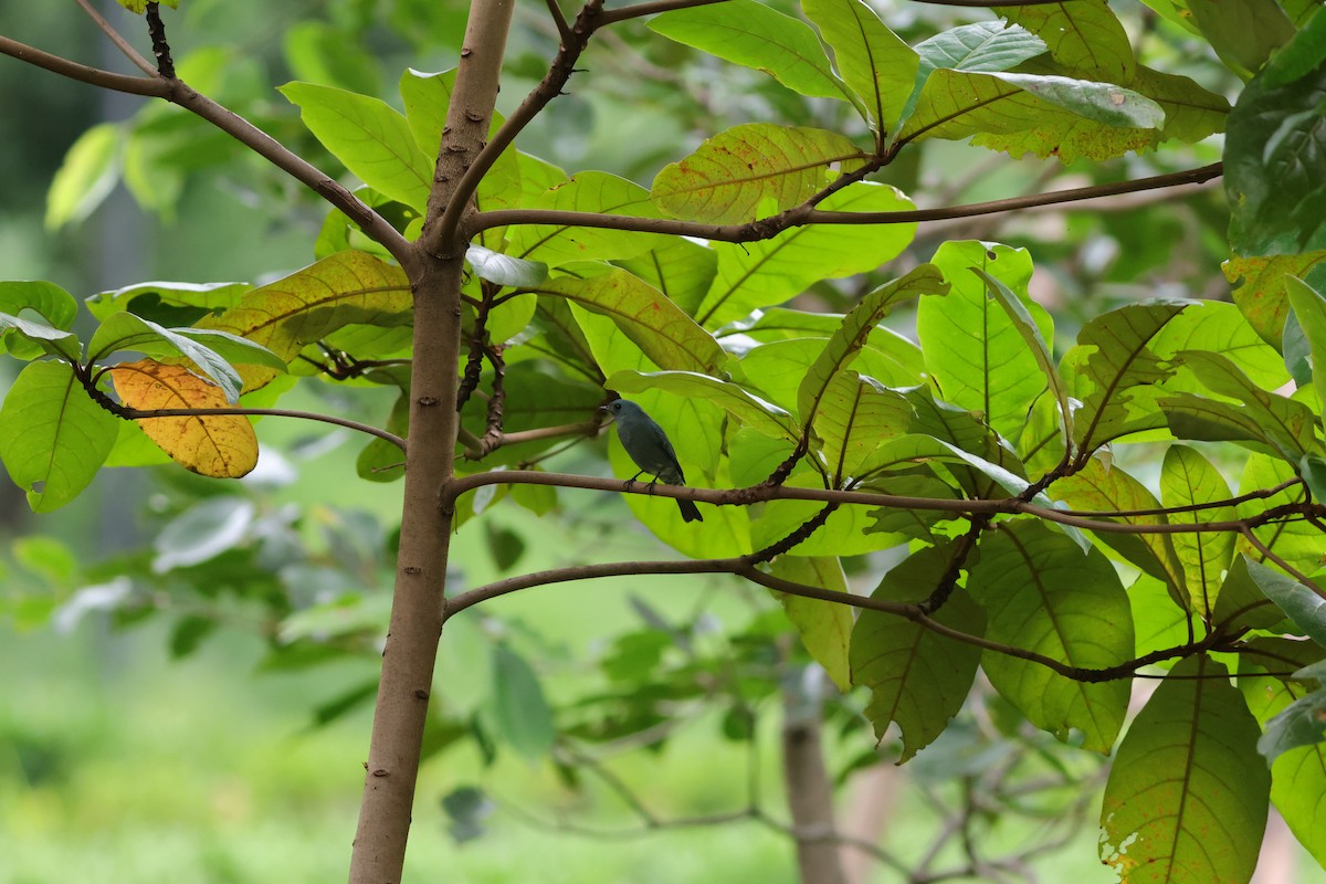 Verditer Flycatcher - ML645590254