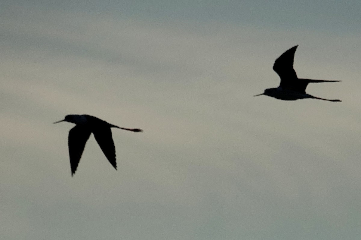 Zankaluze eurasiarra - ML645590255