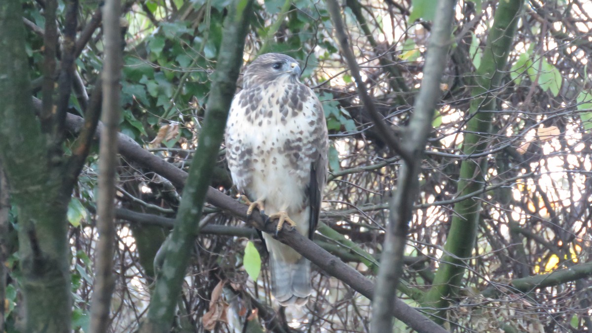 Zapelatz arrunta - ML645590257