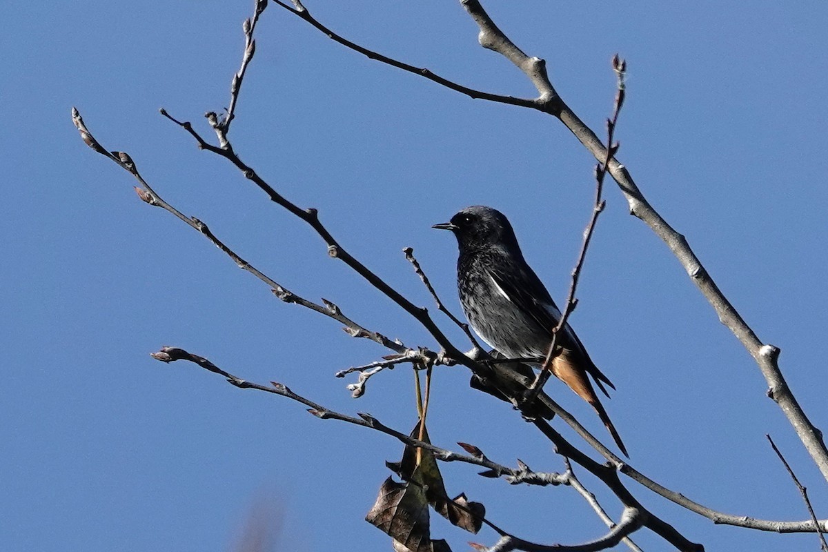 Buztangorri iluna - ML645590260