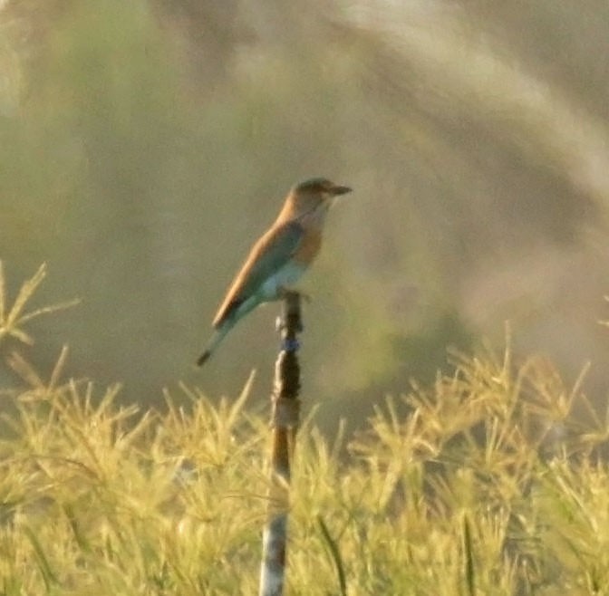 Indian Roller - ML645590261