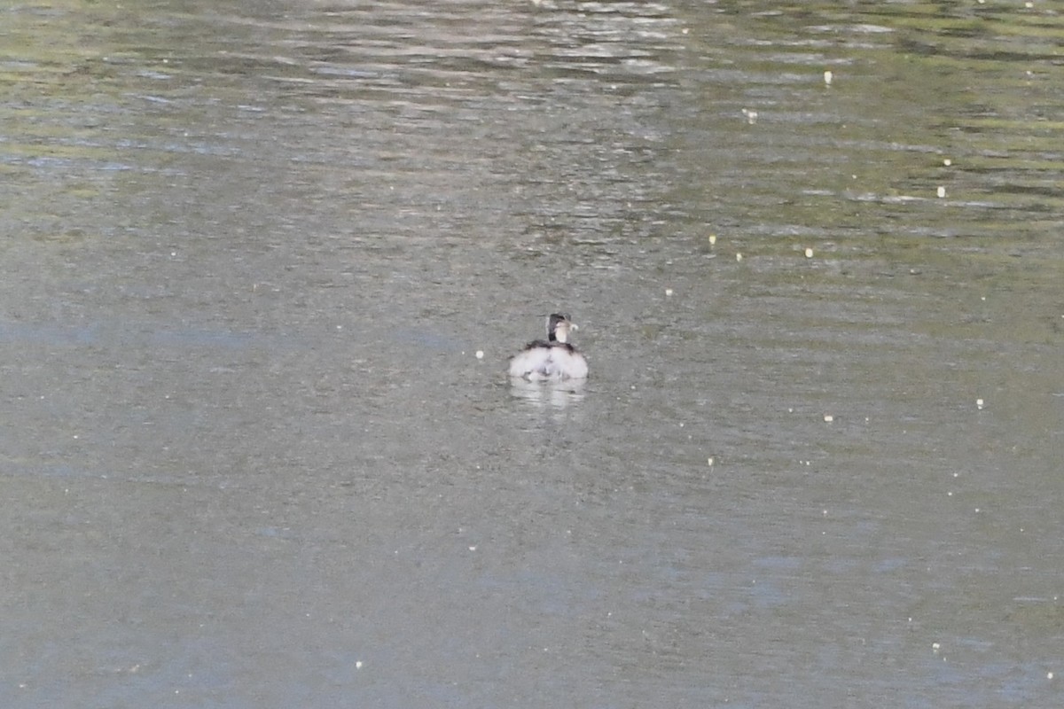 sølvhodedykker - ML645590265