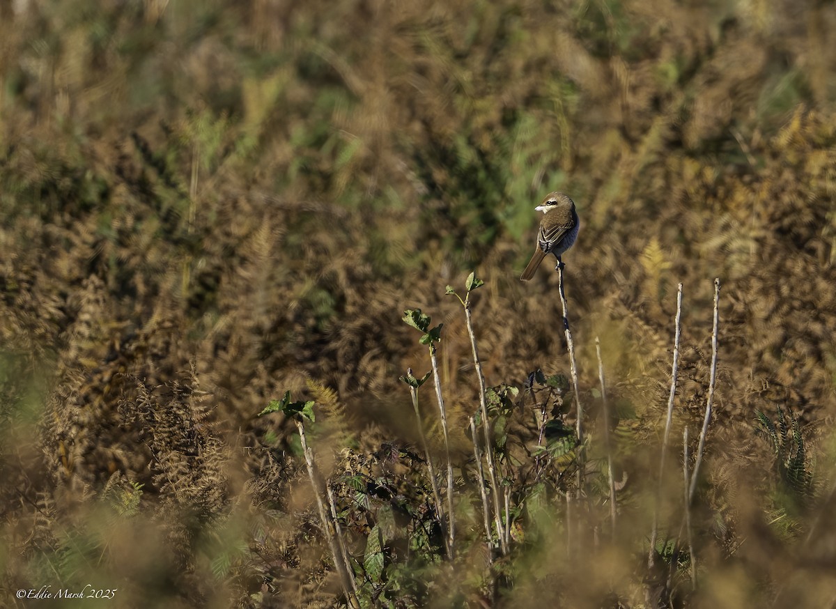 Brown Shrike - ML645590270