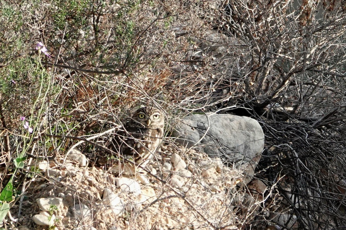 縱紋腹小鴞 - ML645590271