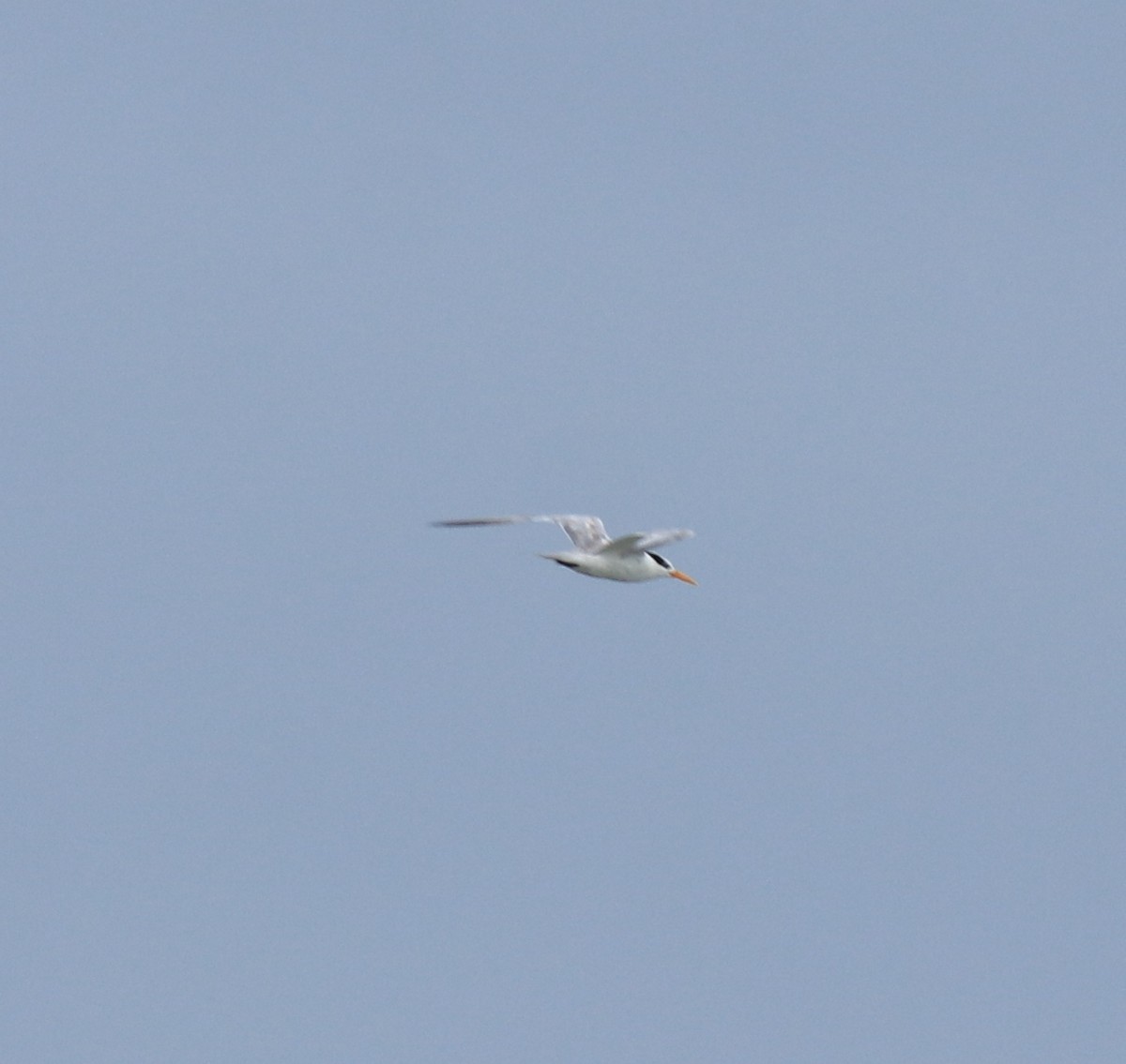 小鳳頭燕鷗 - ML645590272