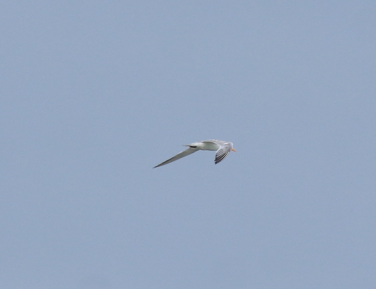 小鳳頭燕鷗 - ML645590273