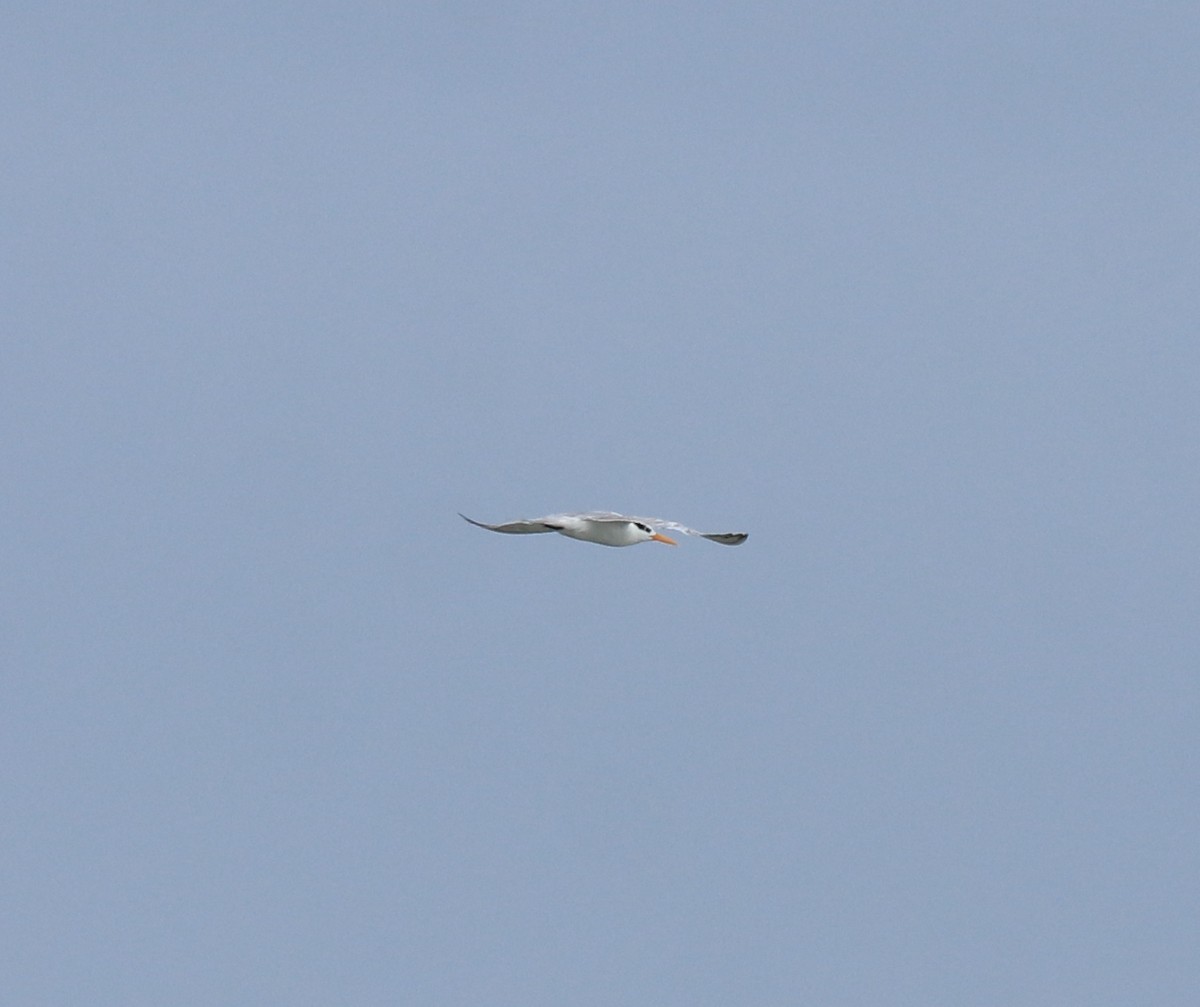 小鳳頭燕鷗 - ML645590274