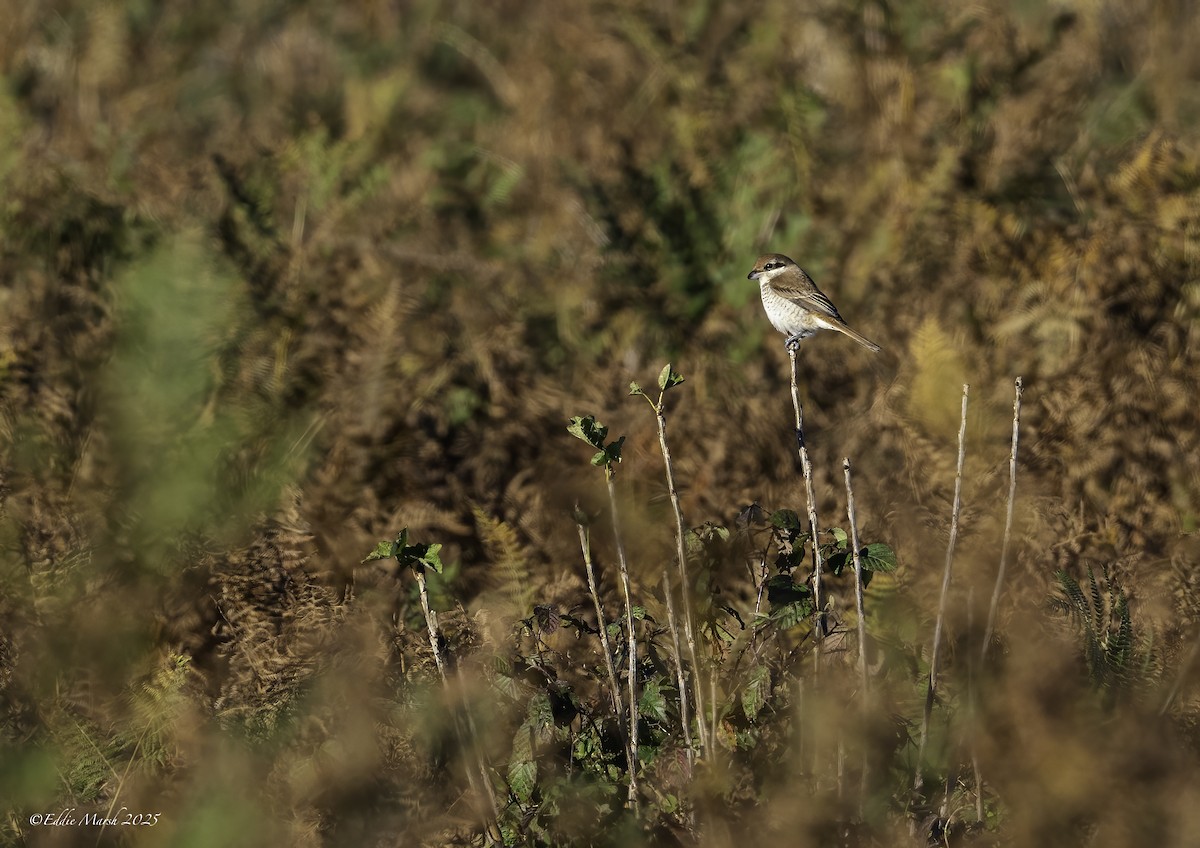 Brown Shrike - ML645590275