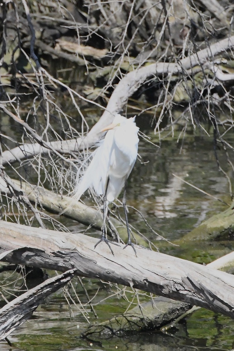 大白鷺 - ML645590276