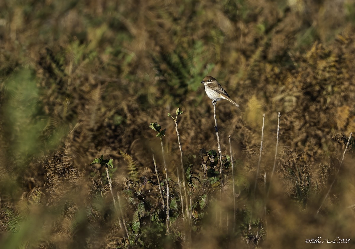 Brown Shrike - ML645590277