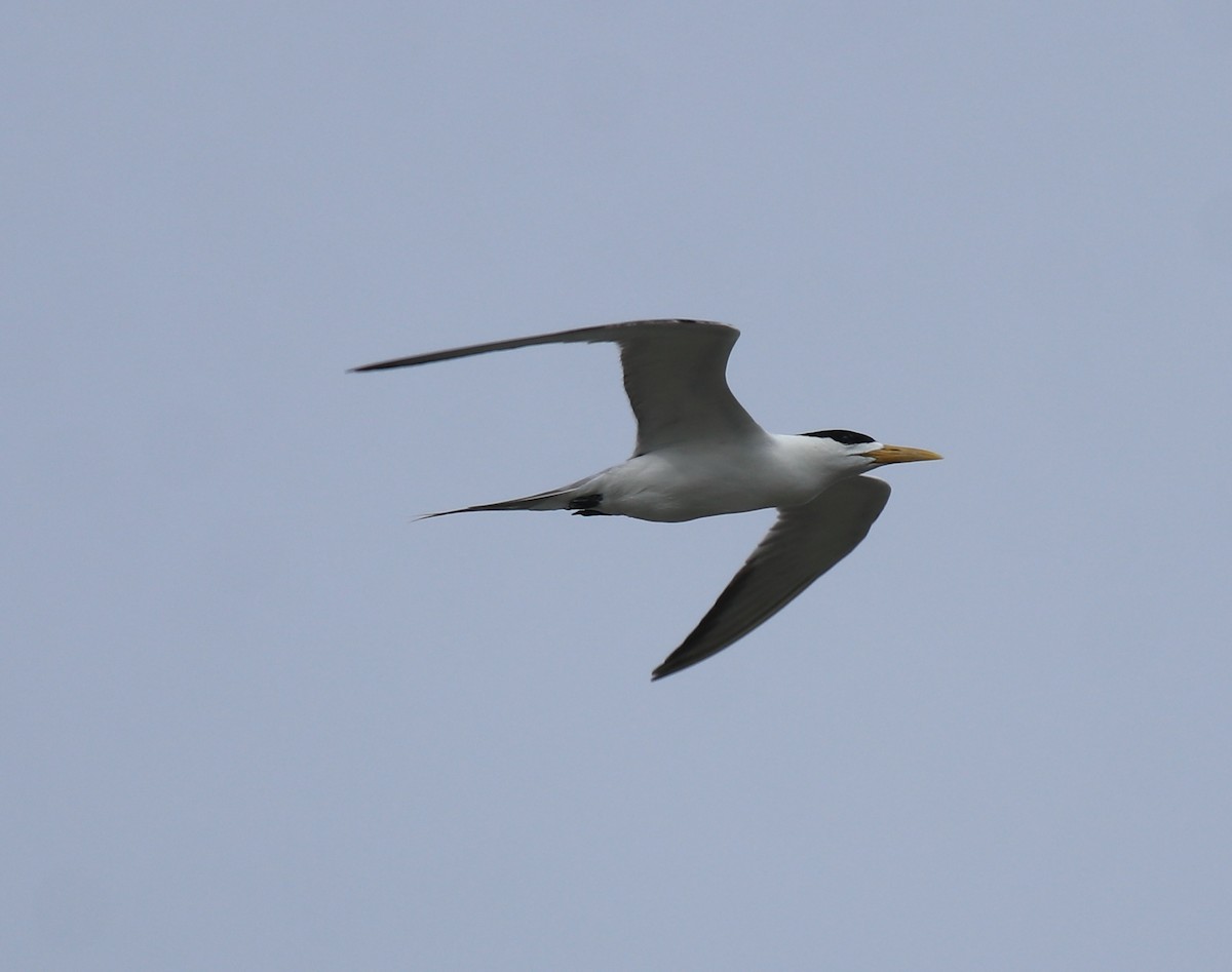 鳳頭燕鷗 - ML645590279