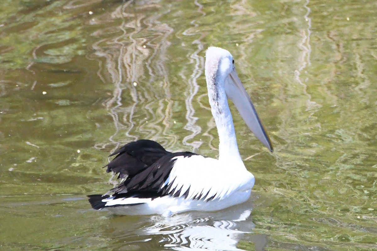 Australian Pelican - ML645590280
