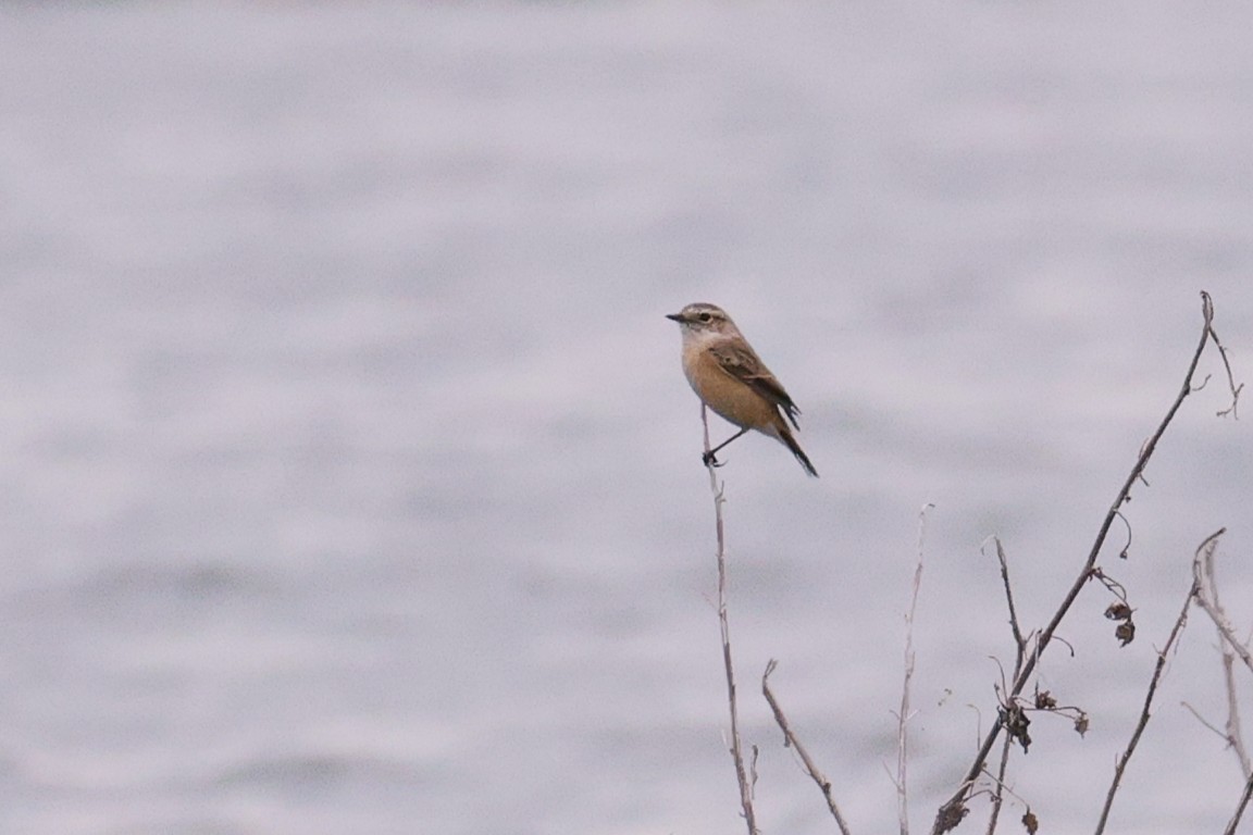 黑喉鴝 - ML645590281