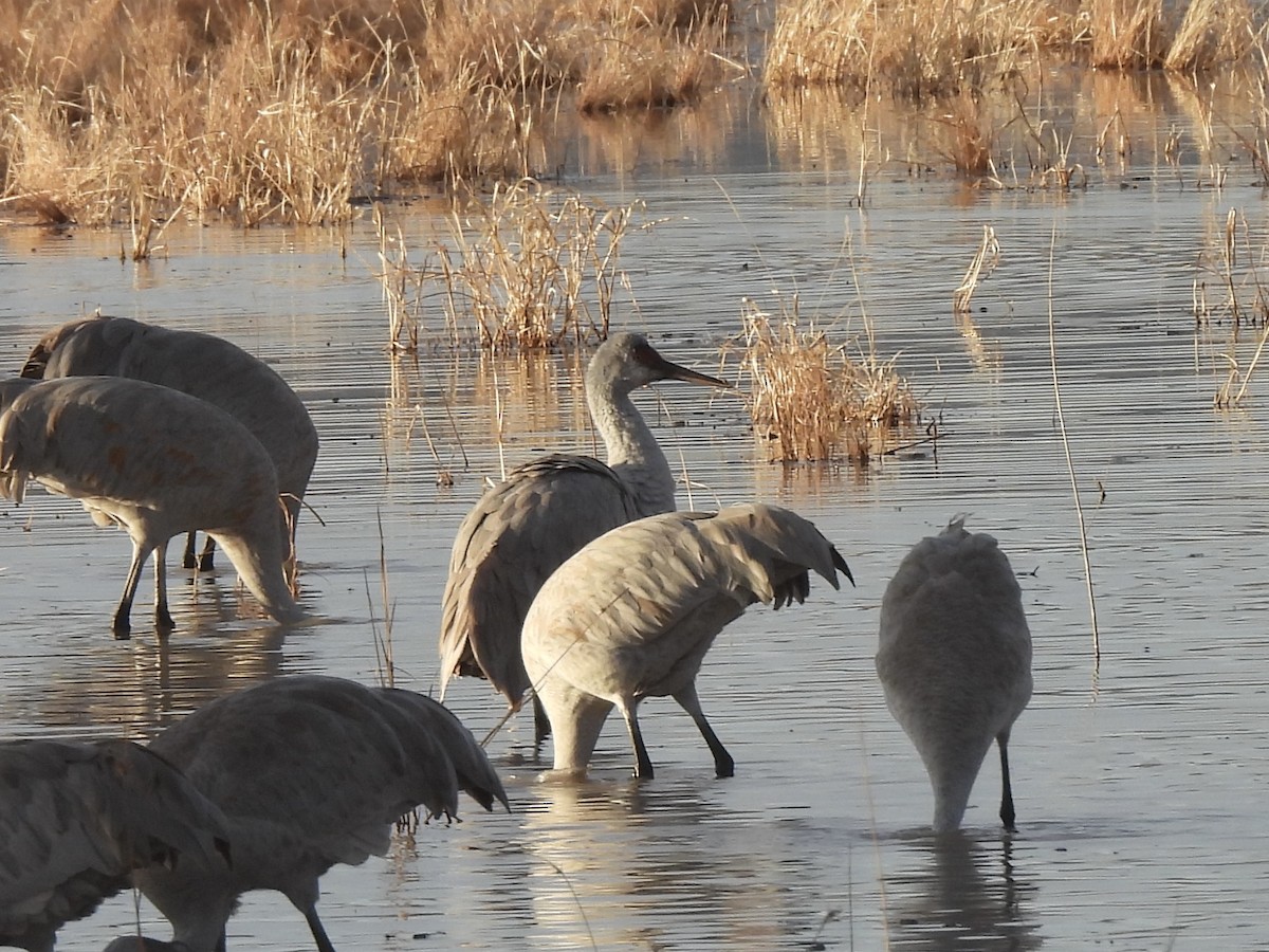 沙丘鶴 - ML645590282